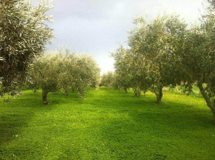 Agriturismo Ridocco Corleone Exteriör bild